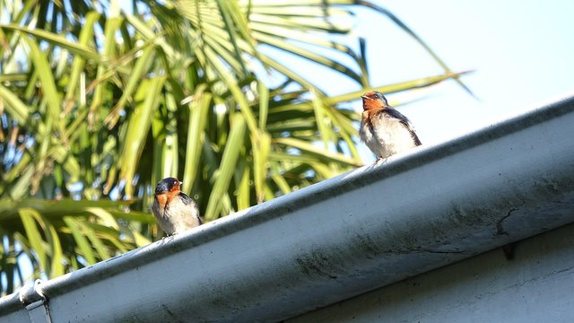Dachrinne mit Laub und Zweigen