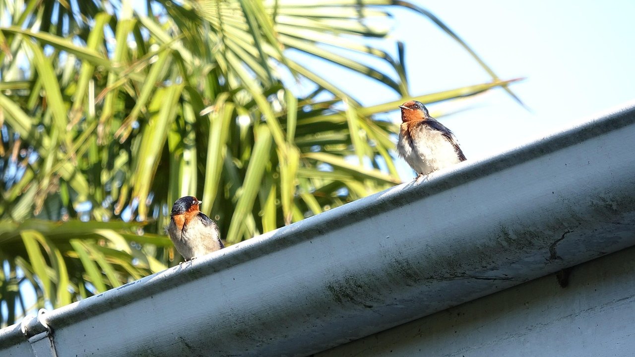 Dachrinne mit Laub und Zweigen