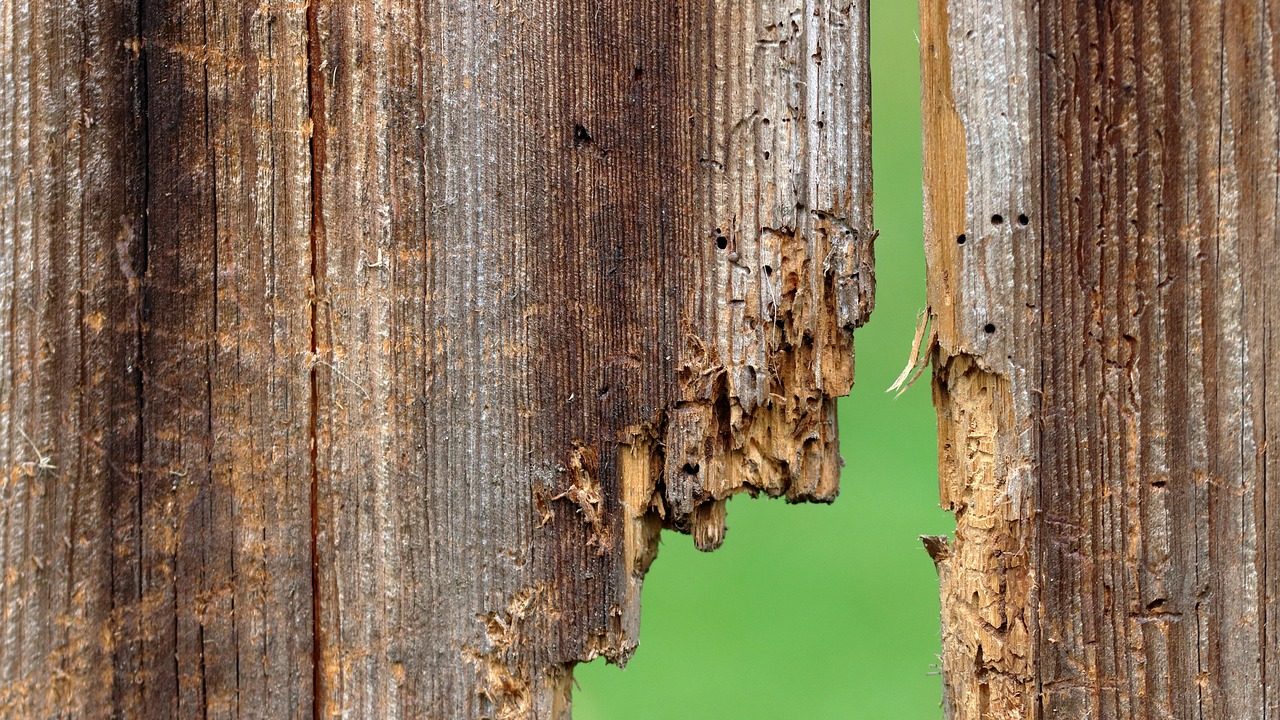 Altes, morsches Holz mit kleinen Löchern