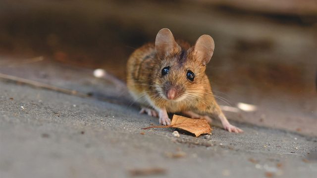 Maus auf einem Steinboden