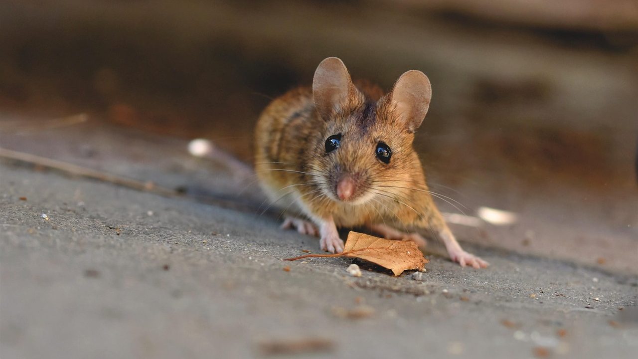 Maus auf einem Steinboden
