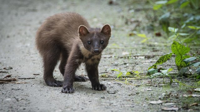 Junger Marder auf einem Weg